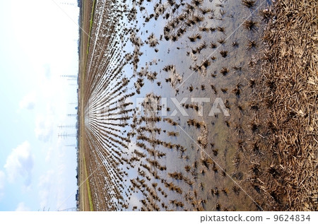 Paddy field after harvesting Paddy field after harvesting 9624834