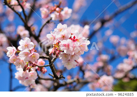 櫻花盛開♪ 櫻花盛開♪ 9624885