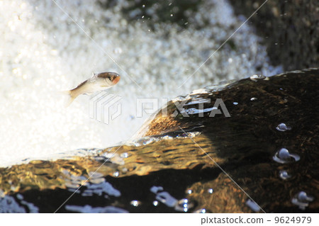 Upstream of natural sweetfish 9624979