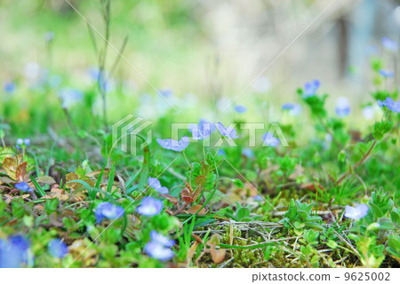 A group of Fagus crenata A group of Fagus crenata 9625002
