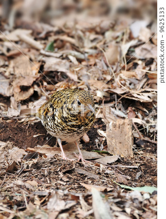 虎斑地鶇 9625133