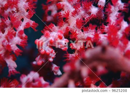 侏儒海水管 9625208