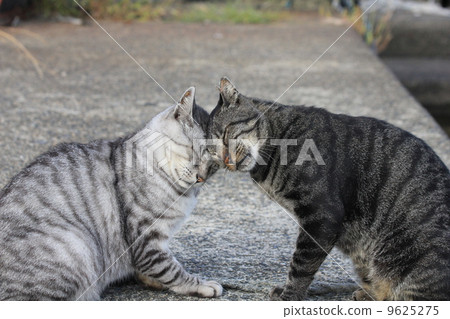 Friendly cat's greetings Friendly cat's greetings 9625275