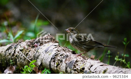 番紅花的女性 9625384