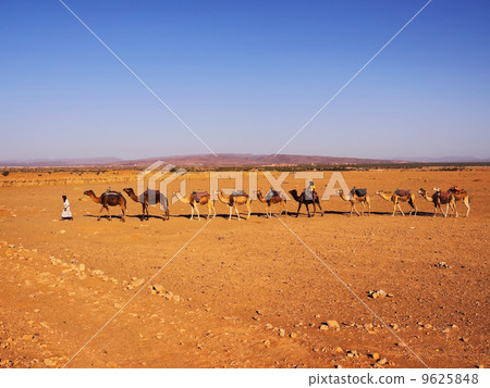 Camel in Morocco 9625848