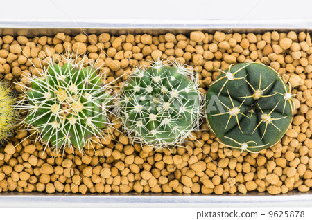 Picking mini cactus 9625878