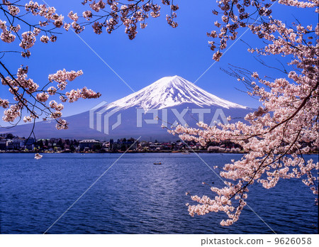 Fuji and Sakura 2001 4 15 Fuji and Sakura 2001 4 15 9626058