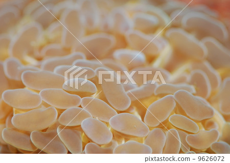 Mizutama珊瑚 Mizutama珊瑚 9626072