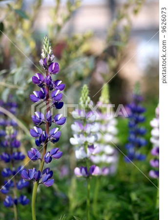 羽扇豆 羽扇豆 9626073