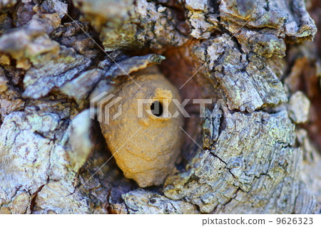 Togwar的巢 9626323