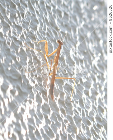 Mantis 9626326