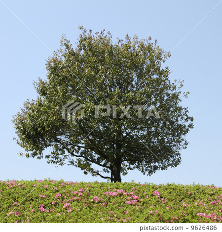橡樹和平戶杜鵑花 橡樹和平戶杜鵑花 9626486