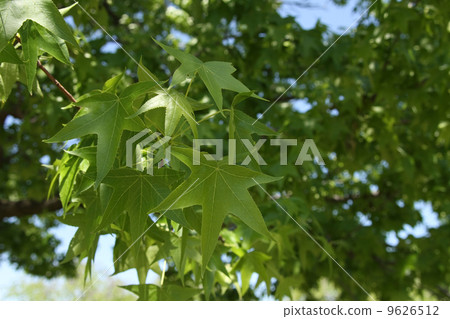 Maple-leaf Sycamore 9626512