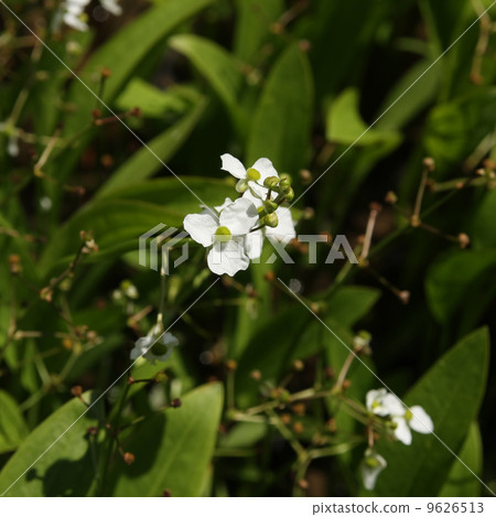 Saginomodaca 9626513