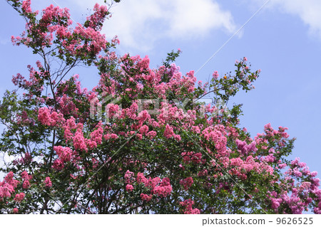 Salisbury Salisbury 9626525