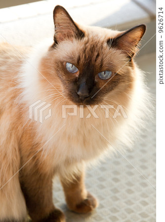 一隻夢中的貓（暹羅） 9626714