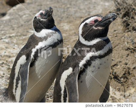 Magellanic Penguin, Argentina 9627078