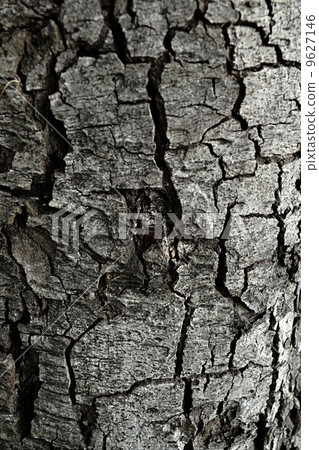 Bark surface Bark surface 9627146