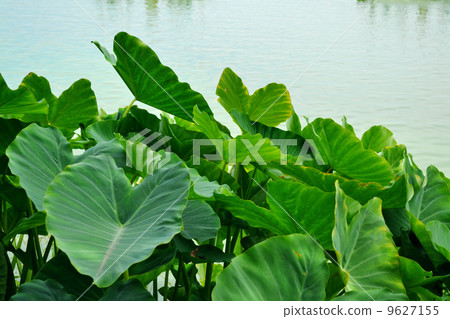 Caladium bicolor Caladium bicolor 9627155