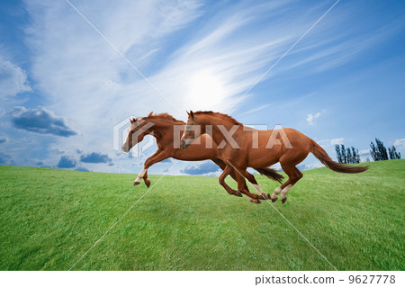 Running horses Running horses 9627778