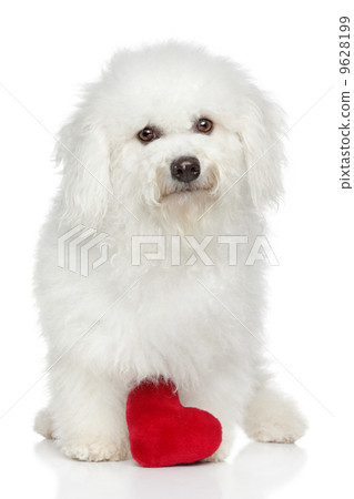 Bishon Freeze with red heart Bishon Freeze with red heart 9628199