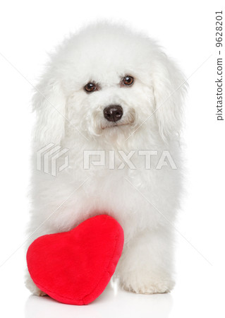 BichonFreeze dog with valentine heart BichonFreeze dog with valentine heart 9628201