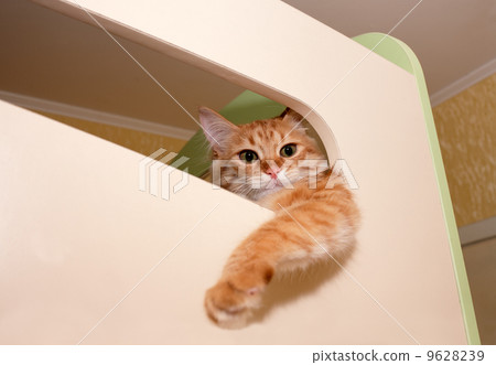 Ginger kitten Ginger kitten 9628239