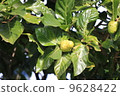 Noni noodles 9628422