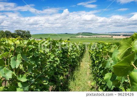Vineyard landscape, Montagne de Reims, France 9628426