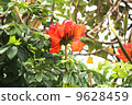 African tulip 9628459