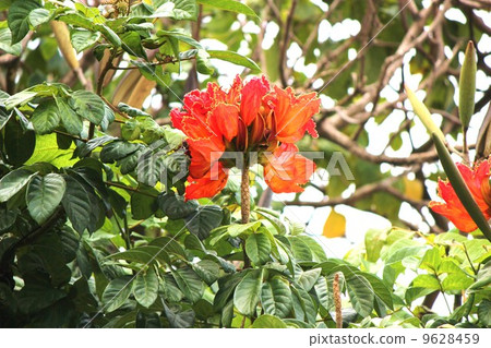 African tulip 9628459