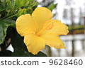 Hibiscus Hawaii State Flower 9628460