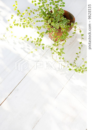 Pumila白板背面 Pumila白板背面 9628535