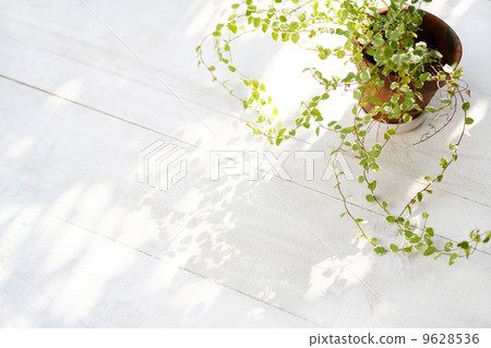 Pumila whiteboard back Pumila whiteboard back 9628536