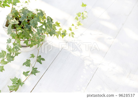 常春藤（白板背面） 9628537