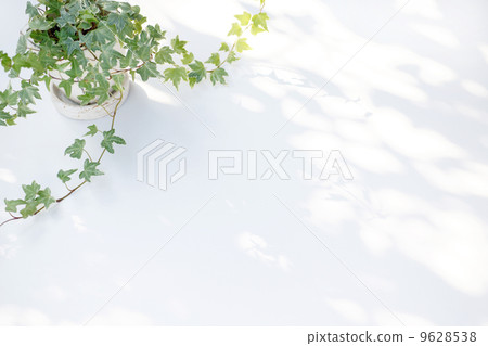 常春藤（白板背面） 9628538