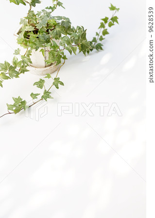 常春藤（白板背面） 9628539