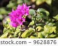 Bougainvillea 9628876