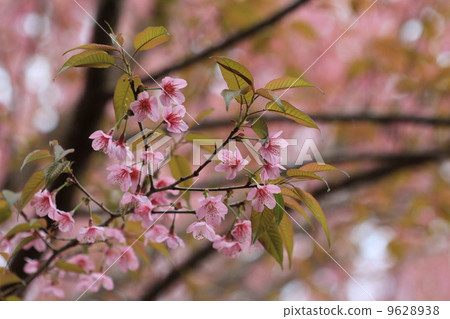 close up detail pink sakura close up detail pink sakura 9628938