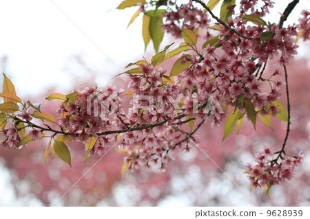 Pink sakura tree in forest Pink sakura tree in forest 9628939