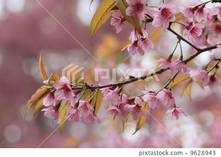 pink sakura flower tree background pink sakura flower tree background 9628943