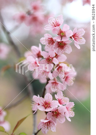 close up detail pink sakura close up detail pink sakura 9628944