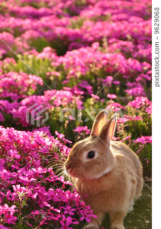 Shibazakura和兔子 9629068
