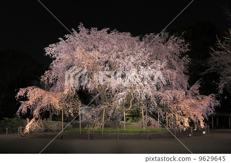 Cherry blossoms at Rikuen Garden at evening Cherry blossoms at Rikuen Garden at evening 9629645