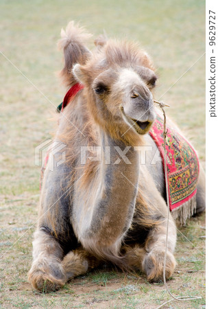 lying camel 9629727