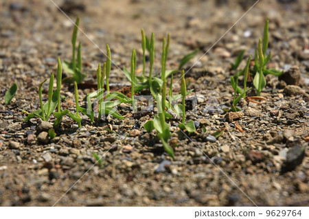 Hana yasuri Hana yasuri 9629764