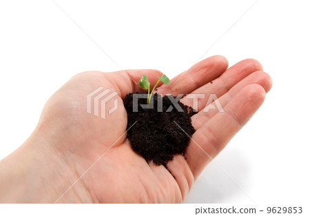 small plant small plant 9629853