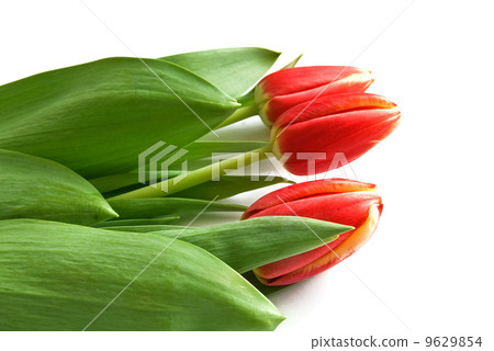 tulip tulip 9629854