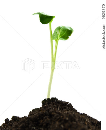 green plant green plant 9629870