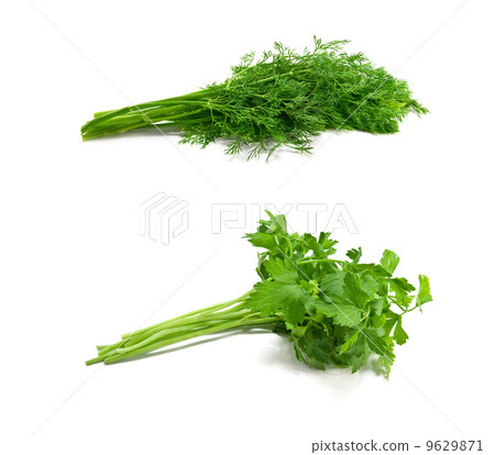 green plants green plants 9629871